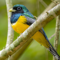 Northern Black-throated Trogon